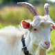 Image for article titled Woman Wants to Have Sex With Animals; Redditors Strangely Okay With This